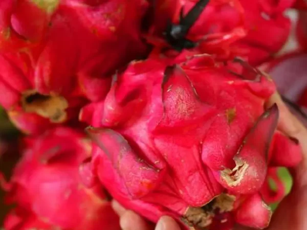 Manfaat Buah Naga untuk Kesehatan Kulit